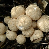 Mushroom photos