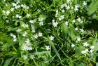 Stitchwort – forest flower